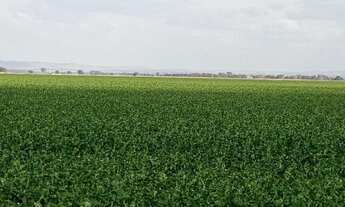 Imagem 7: Fazenda a venda Alvorada do Norte - GO