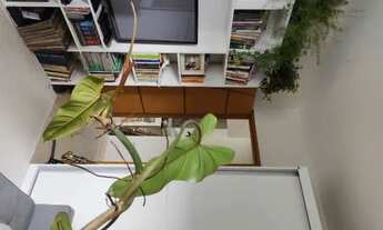 Imagem 3: Ap 3 quartos - Méier - oportunidade