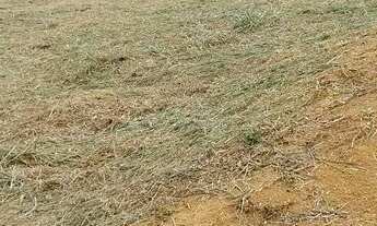 Imagem 3: Granja Coronel Pacheco