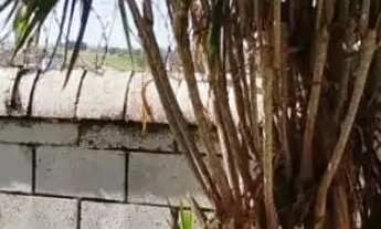 Imagem 2: Térrea para aluguel e venda possui 250 metros quadrados com 3 quartos em Esperança - Londr