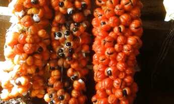 Imagem 7: Fazenda em Nilo Peçanha