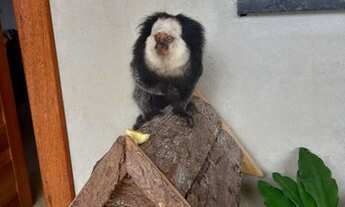 Imagem 4: Casa para venda na Cidade Nova - Travessa Quarenta e cinco próximo a academia Ananindeua