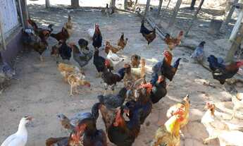 Imagem 3: Sitio oportunidade