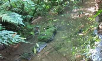 Imagem 5: Chácara de 2 Hectares com riacho na parada 89