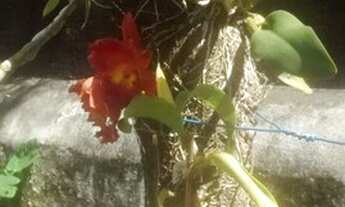 Imagem 5: AREA - JARDIM EUROPA - SP