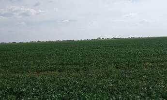 Imagem 6: Fazenda a venda Alvorada do Norte - GO