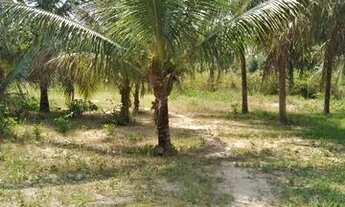 Imagem 6: Vendo esta colônia na Alcoobrás