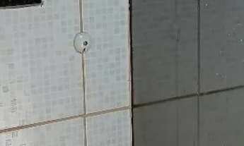 Imagem 5: Vendo casa com árvores frutíferas