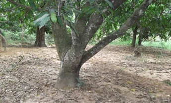 Imagem 4: Oportunidades LOtes de 1.000m a 68km de BH Entra. A parti de 10Mil * WhatsApp