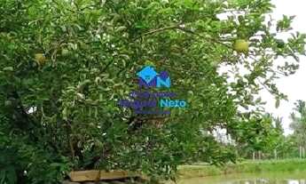 Imagem 6: Vende-se excelente chácara com 2,58 ha à 12 km de Porto Velho