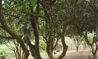 Imagem 6: Excelente sitio no Rincão do Andrade