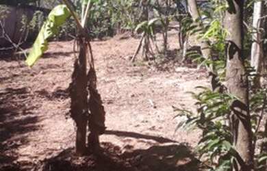 Imagem 2: São Joaquim de Bicas - Residencial Casa Grande- Lote