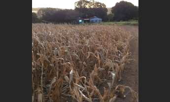 Imagem 6: Fazenda em Turvania