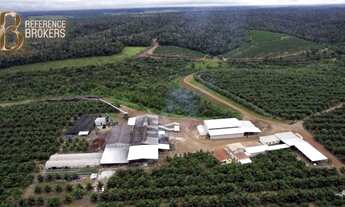 Imagem 2: OPORTUNIDADE! Fazenda produzindo cacau, café, pimenta, coco - Porteira fechada!