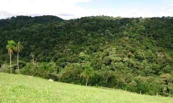 Imagem 4: Fazenda à venda, REFLORESTAMENTO e gado, ÁREA DOBRADA, 52 alqueires, 125 hectares, Zona Ru