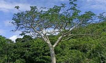 Imagem 3: GAROPABA - Terreno Padrão - Macacu