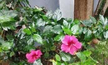 Imagem: Casa com 4 quartos em Piratininga