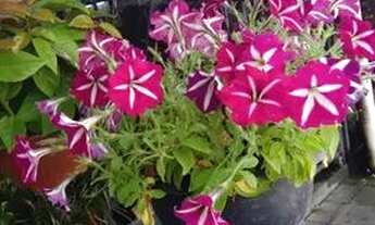 Imagem: Preciso de uma casa pra alugar ate 1500