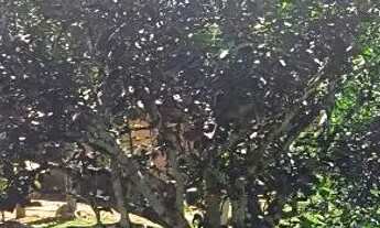 Imagem 4: Sítio no Rio pardo.Presidente Figueiredo