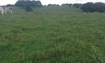 Imagem 7: Fazenda de arrendamento 2.000 hec em Caiapônia Go. Grade combinar