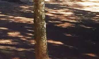 Imagem 7: Belíssimo sítio para locação ?. 3 mil