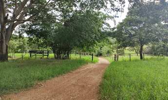 Imagem 5: Fazenda boa para gado