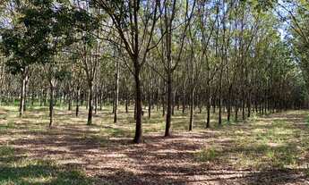 Imagem 2: Fazenda de 66 alqueires, com renda de 58 mil mensal- cana, seringueira- valor 12 milhoes