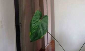 Imagem 3: APARTAMENTO - PERDIZES - SP