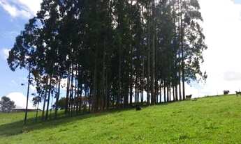 Imagem 6: Fazenda à venda, REFLORESTAMENTO e gado, ÁREA DOBRADA, 52 alqueires, 125 hectares, Zona Ru