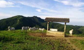Imagem 5: Fazenda à venda, REFLORESTAMENTO e gado, ÁREA DOBRADA, 52 alqueires, 125 hectares, Zona Ru