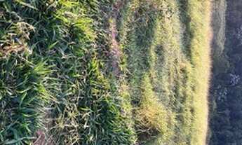 Imagem 6: Lote para venda tem 500 metros quadrados em Jardim Bela Vista - São José dos Campos - SP