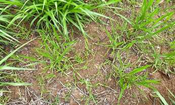 Imagem 2: Chácaras cercadas e com córrego em Cromínia!