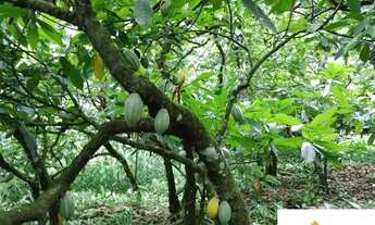 Imagem 4: Áreas à venda em rua pública, ZONA RURAL, Ubatã, BA