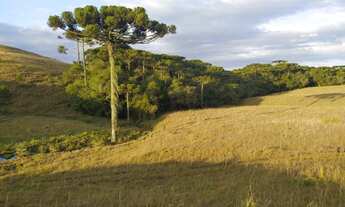 Imagem 2: Excelente oportunidade para investidores em São Francisco de Paula