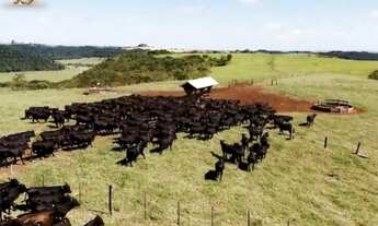 Imagem 2: Fazenda dupla aptidão , Porteira Fechada - Cornélio Procópio - PR