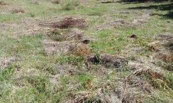 Imagem 2: Sítio de 1 hectare - Gramado