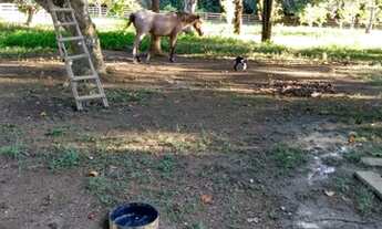 Imagem 6: Vendo esse lindo sitio estrada de Balbina . Valor 120 mil