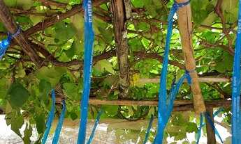 Imagem 3: Sitio Chácara com venda por R$430.000