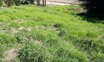 Imagem: Vendo chácara em araucária