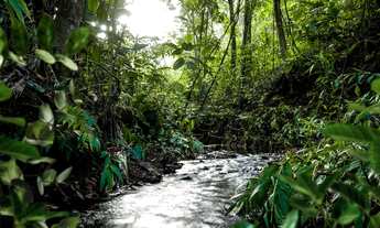 Imagem 7: Fazendinhas 20.000m² Localização Excelente 165.025 + Parcelas