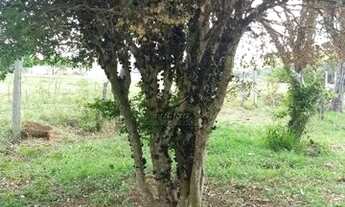 Imagem 4: SITIO RURAL em SARAPUÍ - SP, rural