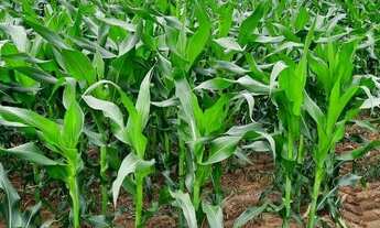 Imagem 5: Fazenda a venda Alvorada do Norte - GO