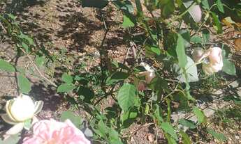 Imagem 7: Alugo casa chácara no centro de São Miguel arcanjo