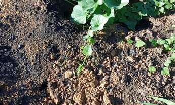 Imagem 6: Fazenda próximo a Montes Claros