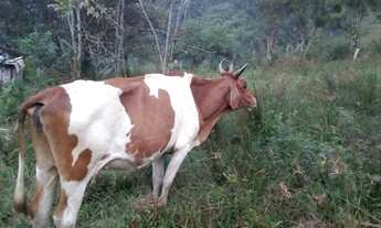 Imagem 7: Troca por imóvel urbano