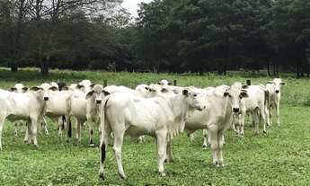 Imagem 7: Fazenda 42 alqueires