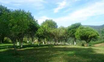 Imagem 2: Fazenda à venda, REFLORESTAMENTO e gado, ÁREA DOBRADA, 52 alqueires, 125 hectares, Zona Ru