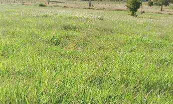 Imagem 2: Vendo 28 Héctares próximo capão verde . Mt