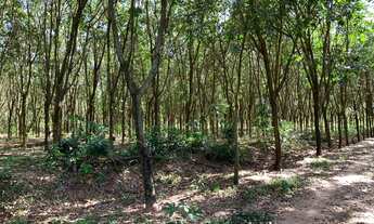 Imagem: Fazenda de 66 alqueires, com renda de 58