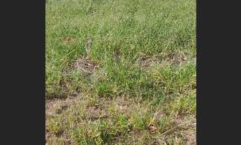 Imagem 2: Terreno 10x25 residencial terra verde